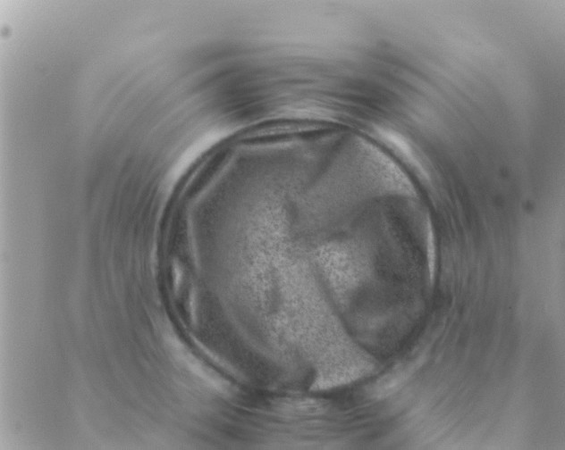 X0000089431331200707061334