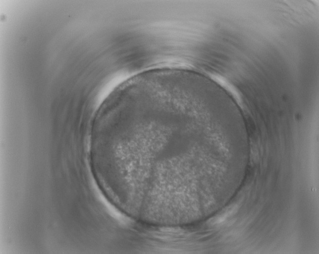 X0000089431383200707061333