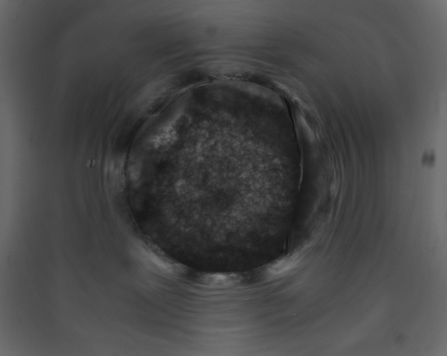 X0000089430239200707131851