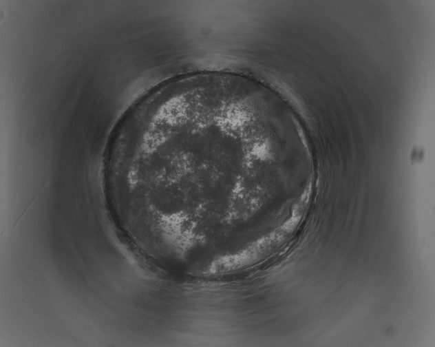 X0000089430626200707131845