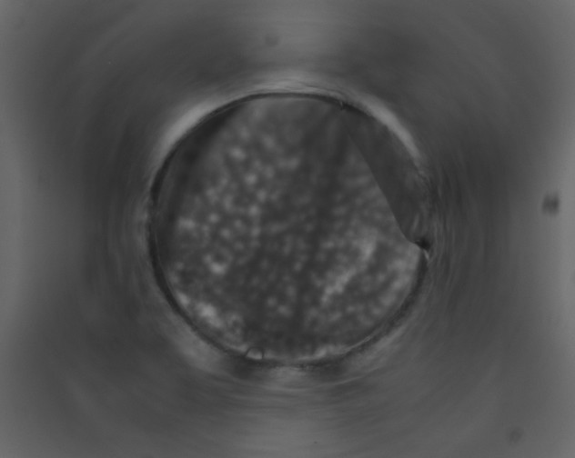 X0000089431463200707131834