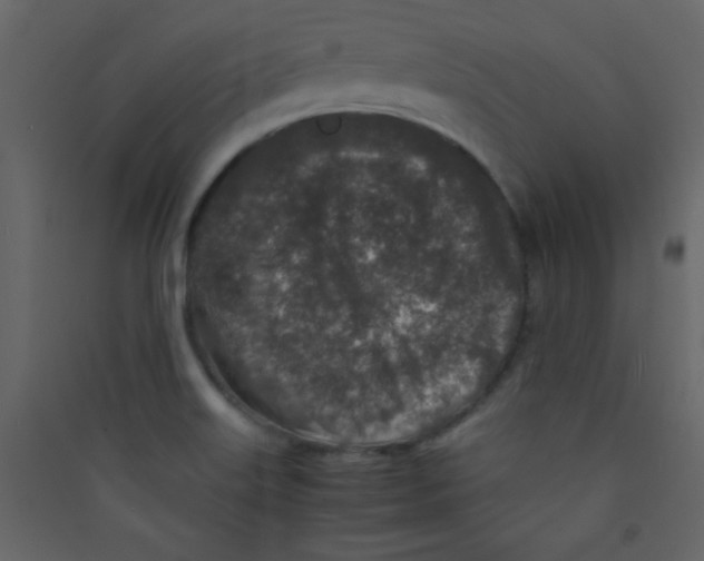 X0000089431515200707131833