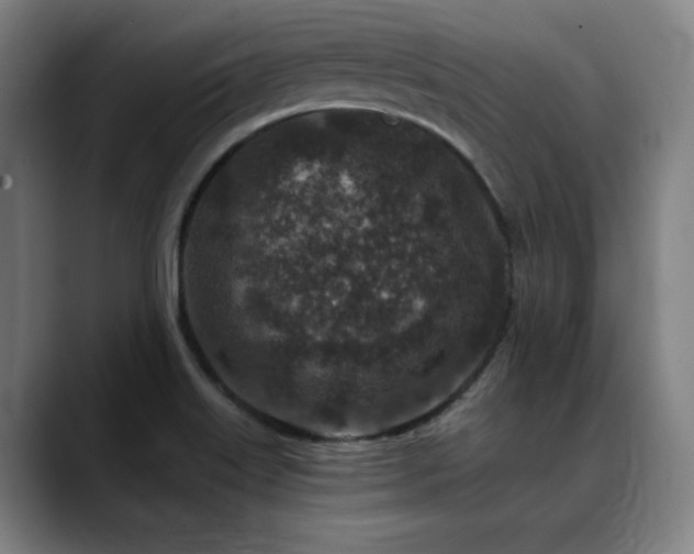 X0000089441515200706151404
