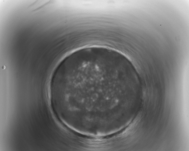X0000089441515200706221220