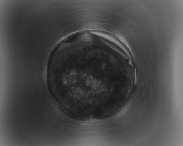 X0000089440387200706291429