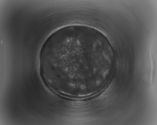 X0000089441515200706291416