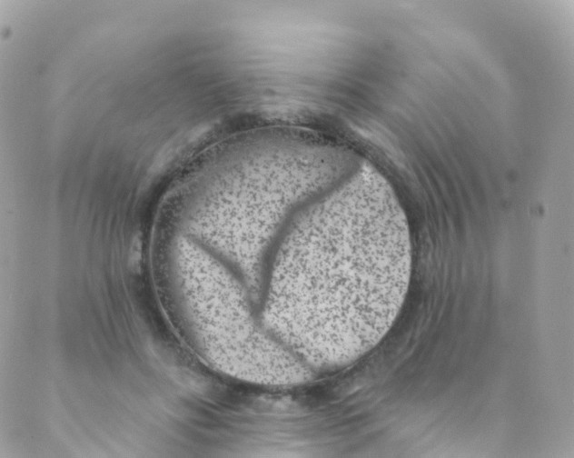 X0000089440502200707061412