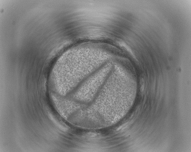 X0000089440542200707061411