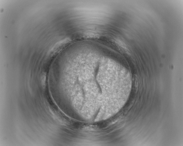 X0000089440550200707061411