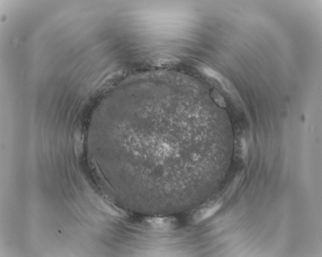 X0000089440558200707061411