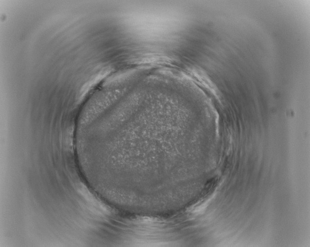 X0000089440585200707061410