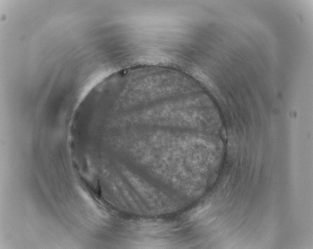 X0000089440626200707061409