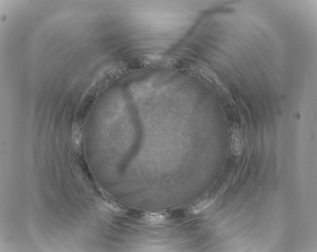 X0000089440701200707061409