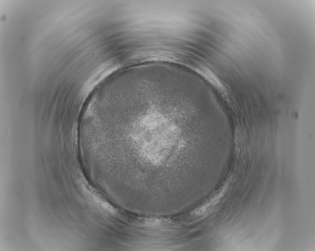 X0000089440790200707061407