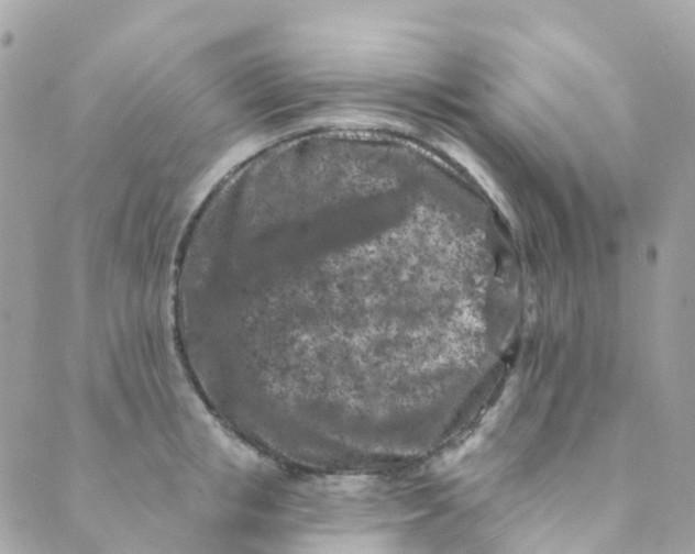 X0000089440853200707061406