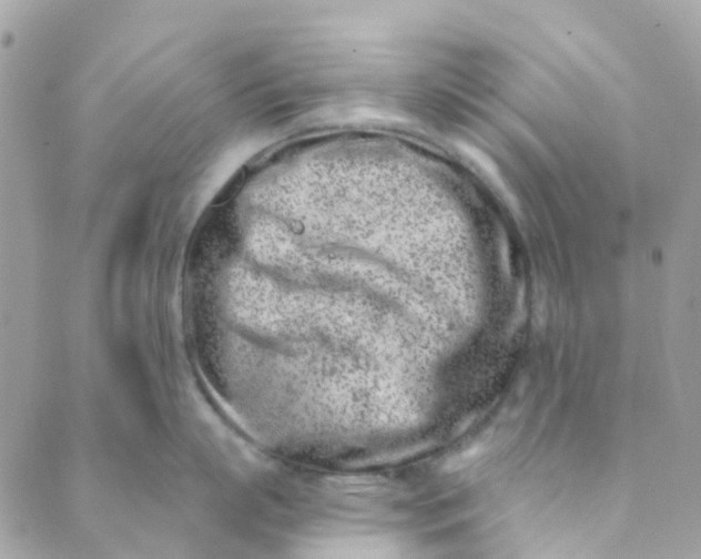 X0000089440863200707061407