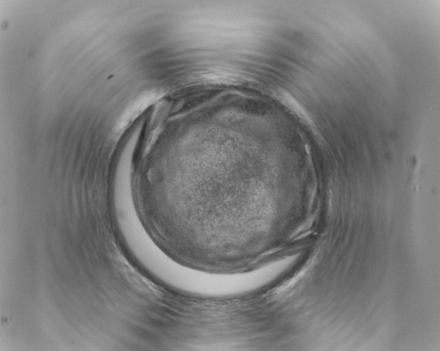 X0000089440930200707061405