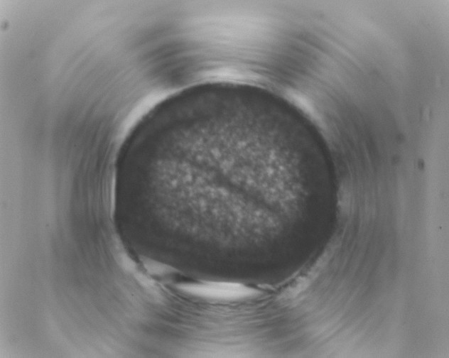 X0000089441323200707061359