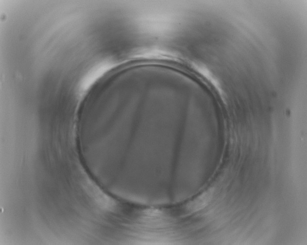 X0000089441463200707061356