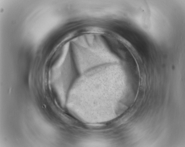 X0000089441487200707061356