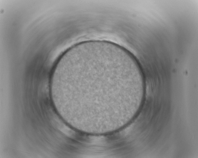 X0000089441498200707061355