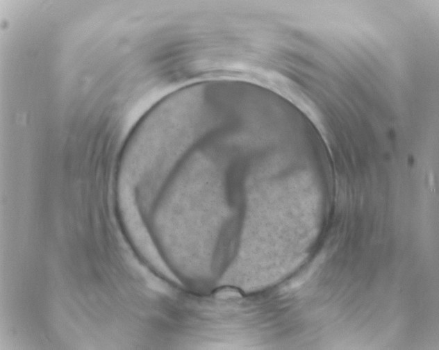 X0000089441533200707061356