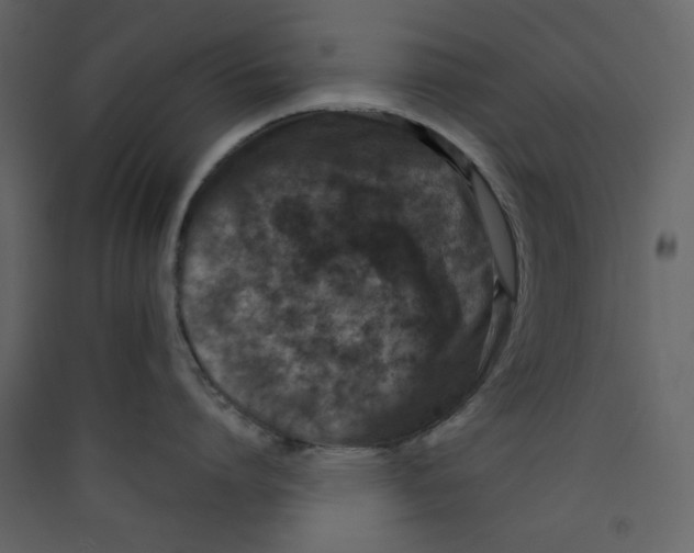 X0000089440864200707131904