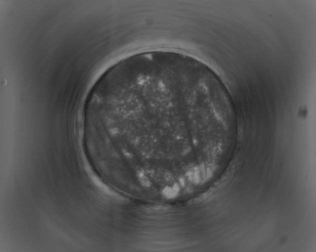 X0000089441515200707131855