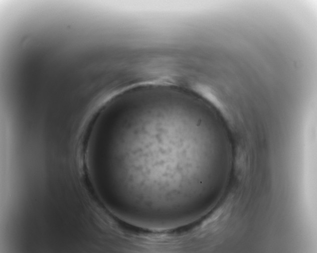 X0000089451455200706221238