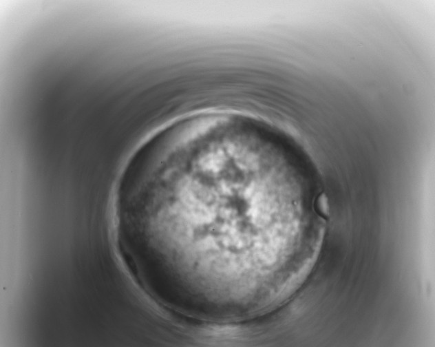 X0000089451522200706221238