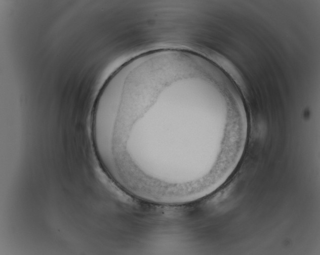 X0000089450958200707061240