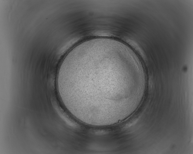 X0000089460533200707061305