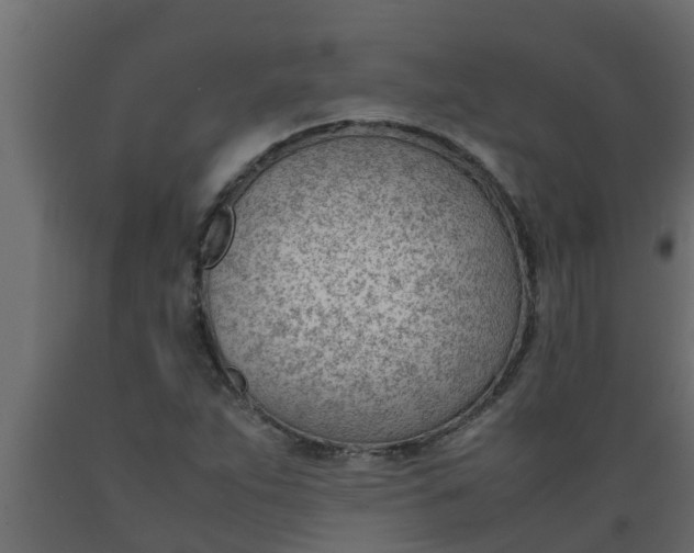 X0000089461263200707061255