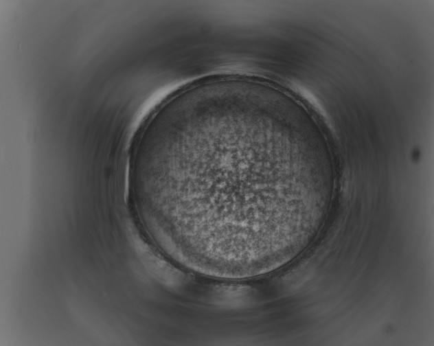 X0000089461323200707061255