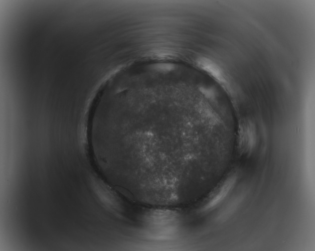 X0000089660399200706281325