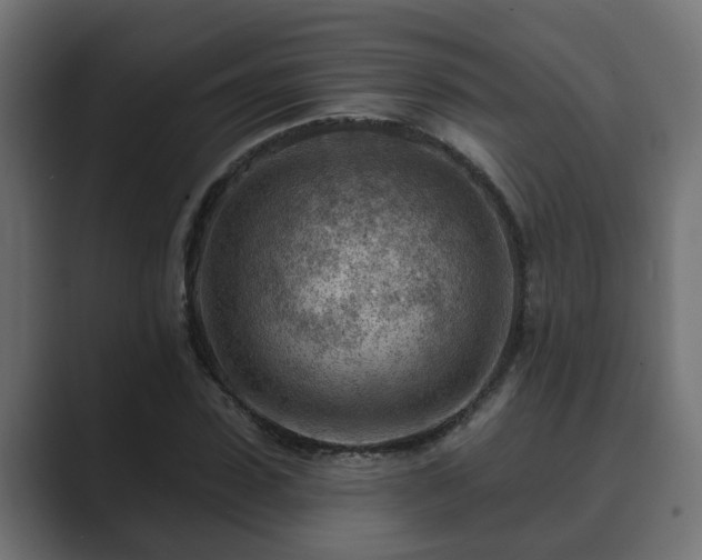 X0000089660923200706281318