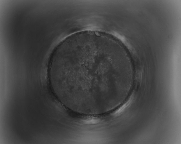 X0000089661263200706281315