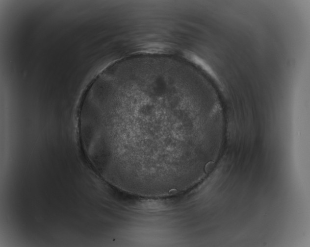X0000089661362200706281314