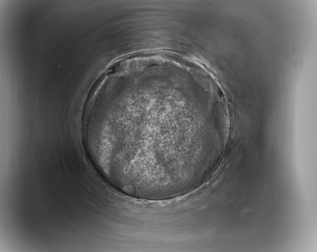 X0000089660002200707051538