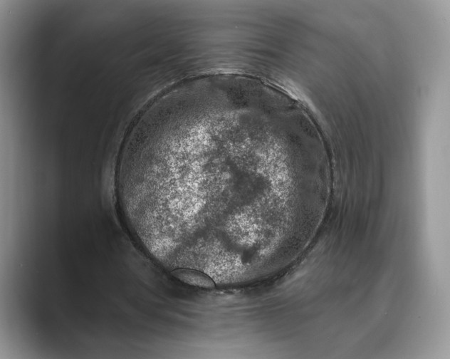 X0000089660386200707051534