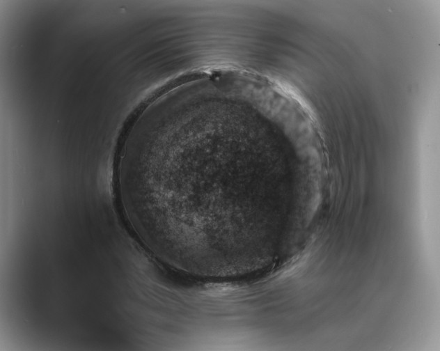 X0000089660391200707051534