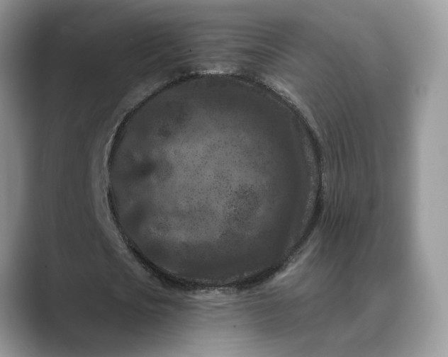 X0000089660721200707051529