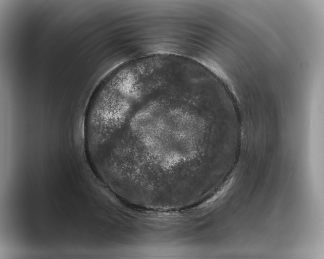 X0000089660790200707051529