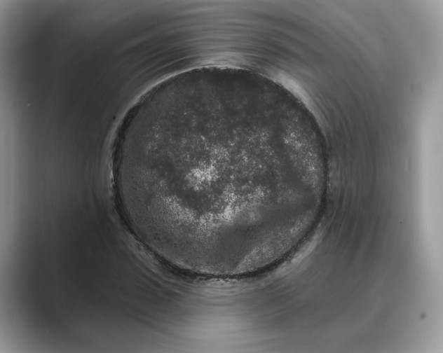 X0000089660923200707051527