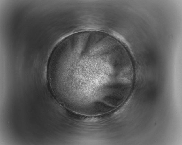 X0000089661174200707051524