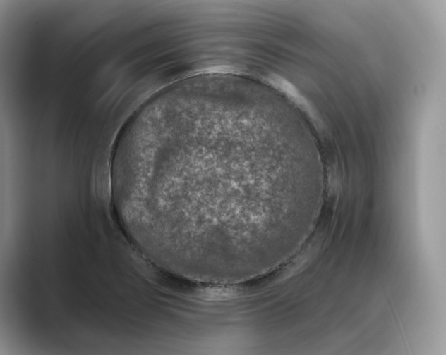 X0000089661274200707051523