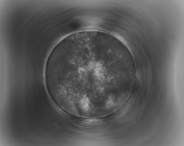 X0000089661482200707051520