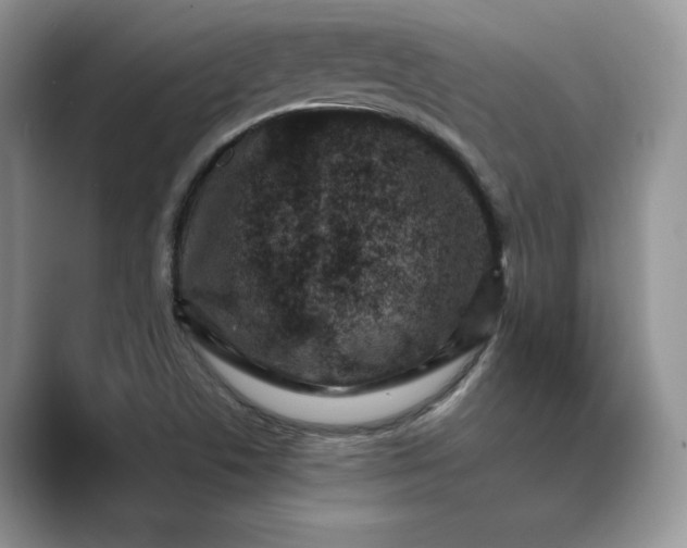 X0000089661506200707051520