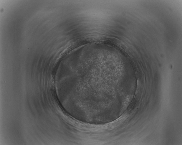 X0000089660048200707121210