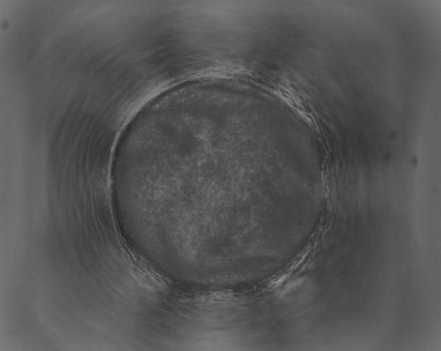 X0000089660196200707121207